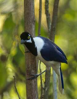 白尾蓝鸦 / White-tailed Jay / Cyanocorax mystacalis