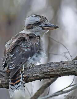 笑翠鸟 / Laughing Kookaburra / Dacelo novaeguineae