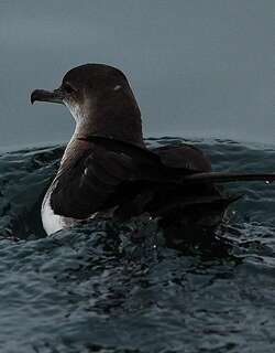 黑腹鹱 / Black-vented Shearwater / Puffinus opisthomelas
