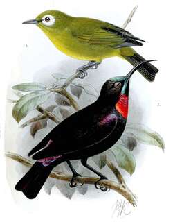 亨氏花蜜鸟 / Hunter’s Sunbird / Chalcomitra hunteri
