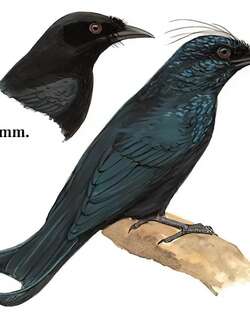 发冠卷尾 / Hair-crested Drongo / Dicrurus hottentottus