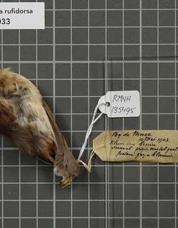 灰胸扇尾鹟 / Rufous-backed Fantail / Rhipidura rufidorsa