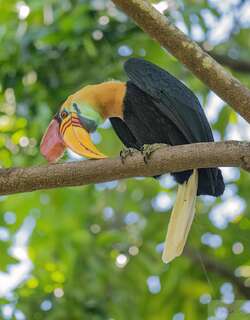 苏拉皱盔犀鸟 / Knobbed Hornbill / Rhyticeros cassidix