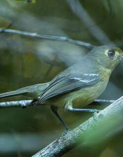 古巴莺雀 / Cuban Vireo / Vireo gundlachii