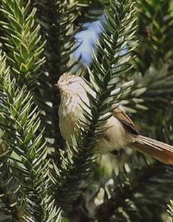 条纹针尾雀 / Striolated Tit-Spinetail / Leptasthenura striolata