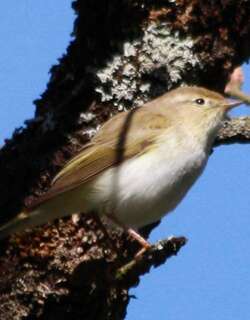 博氏柳莺 / Western Bonelli’s Warbler / Phylloscopus bonelli