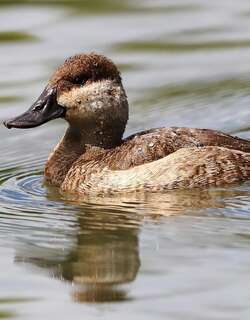 棕硬尾鸭 / Ruddy Duck / Oxyura jamaicensis