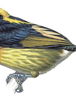 褐胸须䴕 / Brown-chested Barbet / Capito brunneipectus