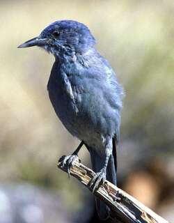 蓝头鸦 / Pinyon Jay / Gymnorhinus cyanocephalus