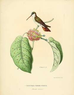 绿额蜂鸟 / Green-fronted Hummingbird / Leucolia viridifrons