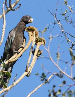 马岛小鹦鹉 / Lesser Vasa Parrot / Coracopsis nigra
