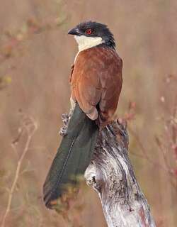 塞内加尔鸦鹃 / Senegal Coucal / Centropus senegalensis