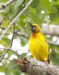 绿头金织雀 / Olive-headed Weaver / Ploceus olivaceiceps