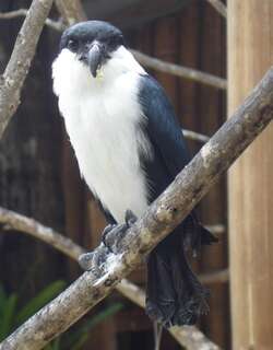菲律宾小隼 / Philippine Falconet / Microhierax erythrogenys