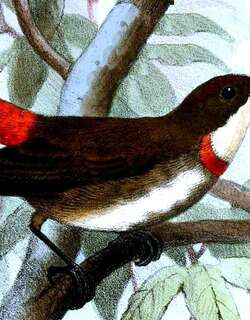 红斑啄花鸟 / Red-banded Flowerpecker / Dicaeum eximium