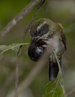 白眉金肩雀 / Pectoral Sparrow / Arremon taciturnus