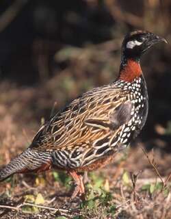 黑鹧鸪 / Black Francolin / Francolinus francolinus