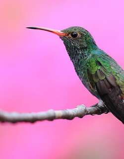棕尾蜂鸟 / Rufous-tailed Hummingbird / Amazilia tzacatl