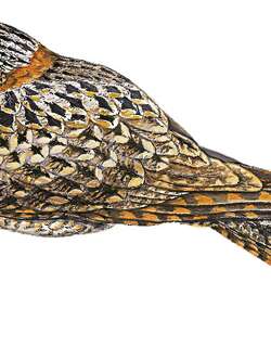 尤卡褐领夜鹰 / Yucatan Nightjar / Antrostomus badius