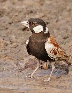 栗背雀百灵 / Chestnut-backed Sparrow-Lark / Eremopterix leucotis