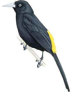 秘鲁酋长鹂 / Selva Cacique / Cacicus koepckeae