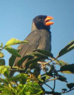 黑巾舞雀 / Black-cowled Saltator / Saltator nigriceps