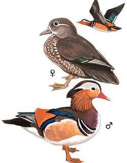 鸳鸯 / Mandarin Duck / Aix galericulata