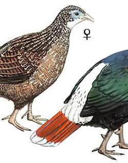白尾梢虹雉 / Sclater’s Monal / Lophophorus sclateri