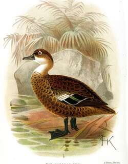 安岛灰鸭 / Andaman Teal / Anas albogularis