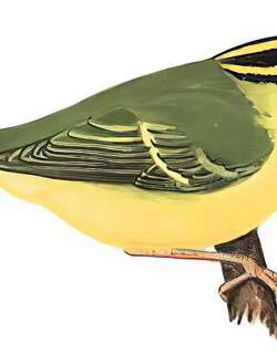 黑眉柳莺 / Sulphur-breasted Warbler / Phylloscopus ricketti