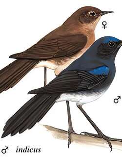 蓝额长脚地鸲 / Blue-fronted Robin / Cinclidium frontale