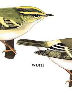 黄腰柳莺 / Pallas’s Leaf Warbler / Phylloscopus proregulus