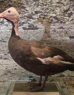 粉头鸭 / Pink-headed Duck / Rhodonessa caryophyllacea