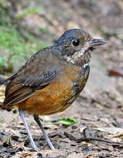 须蚁鸫 / Moustached Antpitta / Grallaria alleni