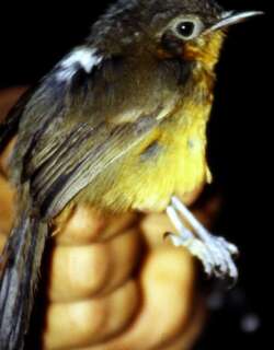 帕氏蚁鸟 / Parker’s Antbird / Cercomacroides parkeri