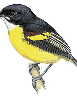 黑背哑霸鹟 / Black-backed Tody-Flycatcher / Poecilotriccus pulchellus