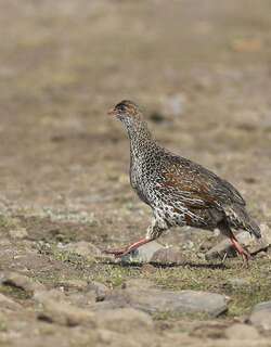 栗枕鹧鸪 / Chestnut-naped Spurfowl / Pternistis castaneicollis