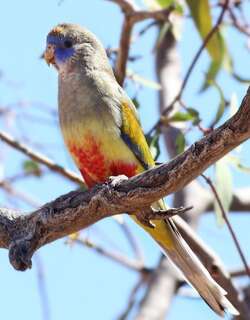 蓝帽鹦鹉 / Eastern Bluebonnet / Northiella haematogaster
