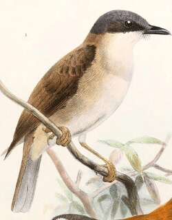 海岛啸鹟 / Island Whistler / Pachycephala phaionota