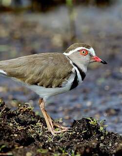 三色鸻 / Three-banded Plover / Charadrius tricollaris