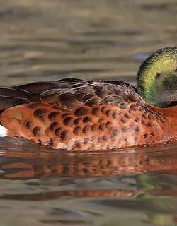 栗胸鸭 / Chestnut Teal / Anas castanea