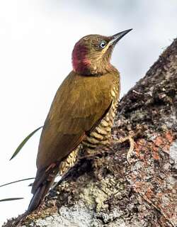 纹颊琢木鸟 / Stripe-cheeked Woodpecker / Piculus callopterus
