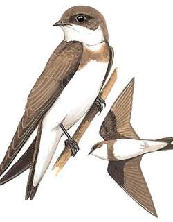 淡色沙燕 / Pale Martin / Riparia diluta