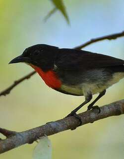 灰胁啄花鸟 / Grey-sided Flowerpecker / Dicaeum celebicum