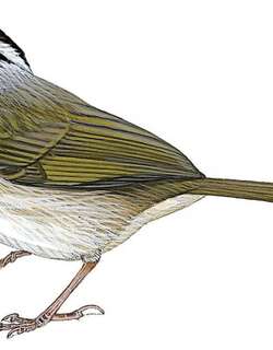 小黑纹头雀 / Tocuyo Sparrow / Arremonops tocuyensis