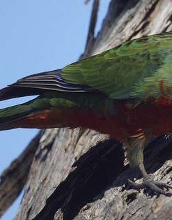 澳西玫瑰鹦鹉 / Western Rosella / Platycercus icterotis