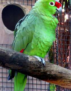 冕鹦哥 / Diademed Amazon / Amazona diadema