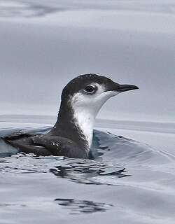白腹海雀 / Guadalupe Murrelet / Synthliboramphus hypoleucus