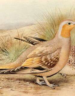 斑沙鸡 / Spotted Sandgrouse / Pterocles senegallus