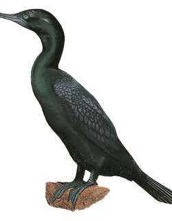 小黑鸬鹚 / Little Black Cormorant / Phalacrocorax sulcirostris